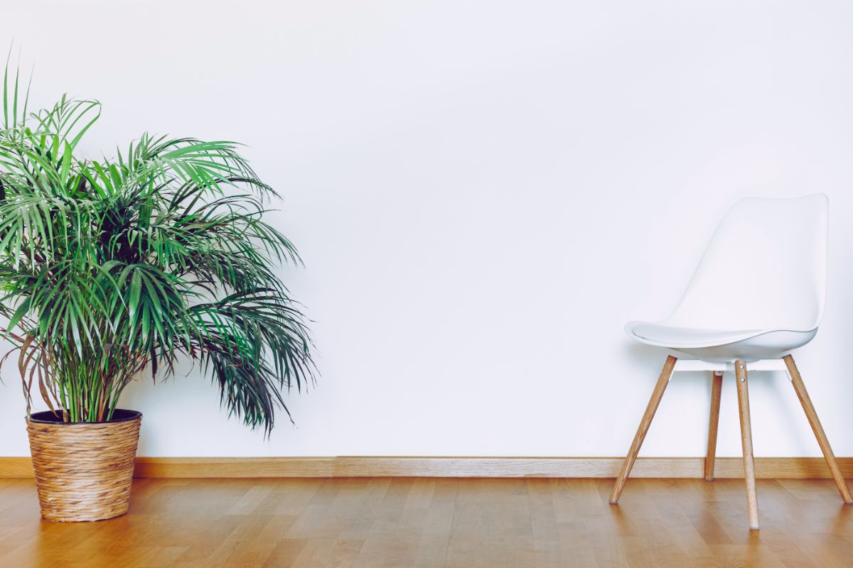 chaise scandinave et plante verte