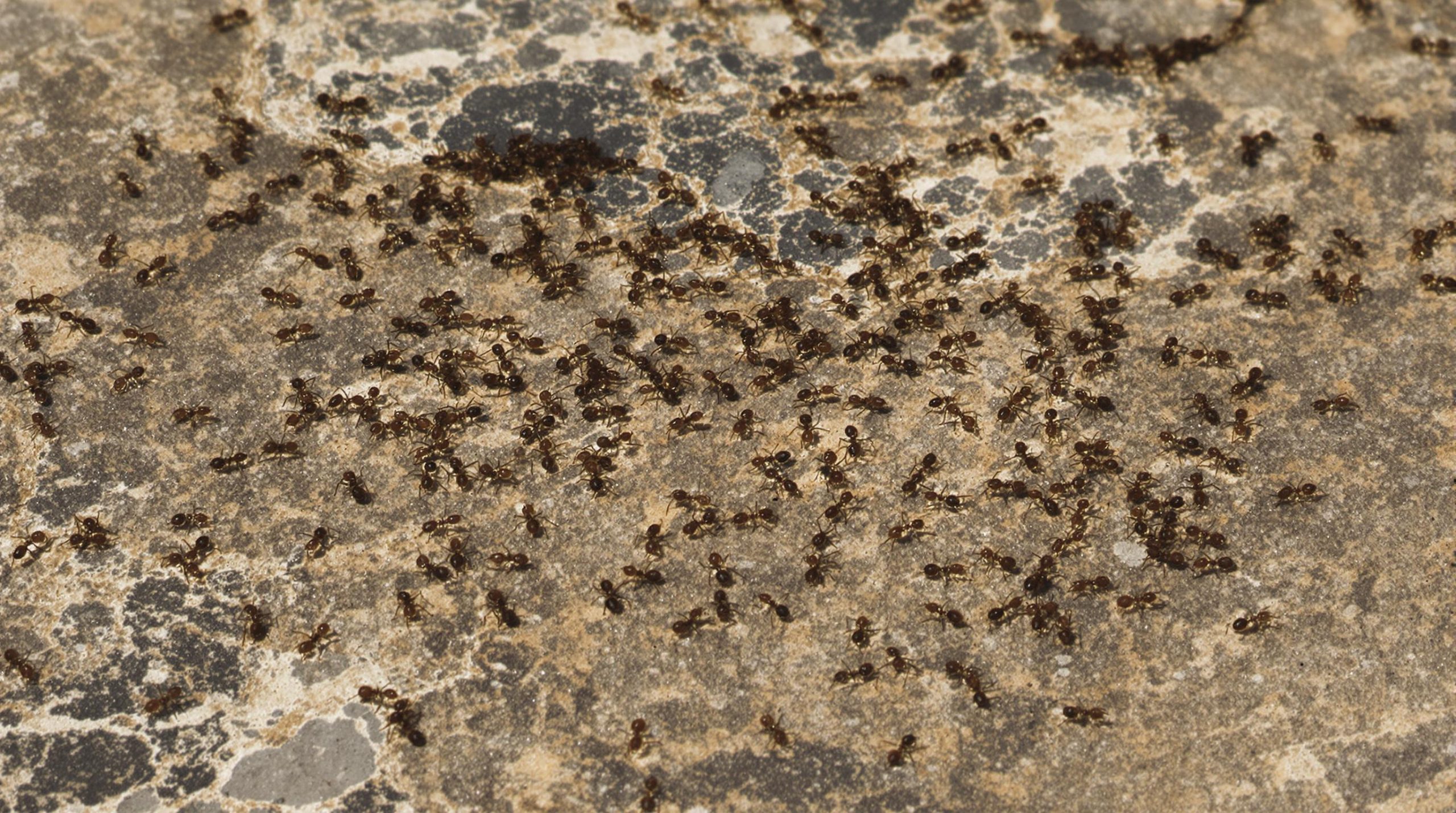 Fourmis des pavés sous un trottoir